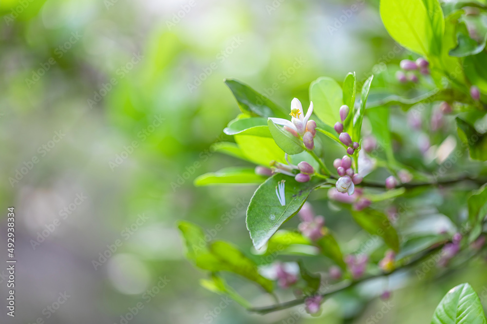 Flowers with leaves and buds Blossoming on orange trees Flowers with leaves and buds Blossoming on orange trees