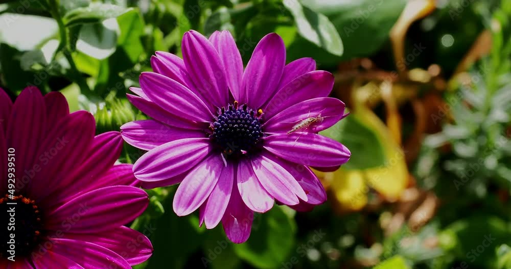 Purple African daisy flower with small insect on peddle