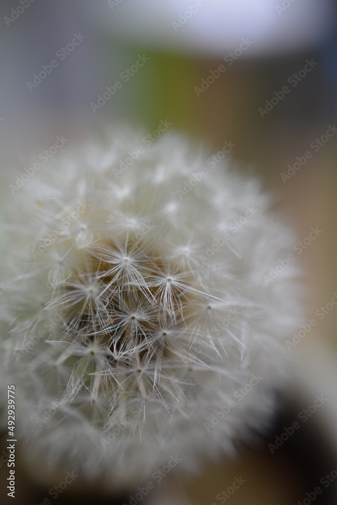 Obraz premium たんぽぽ
