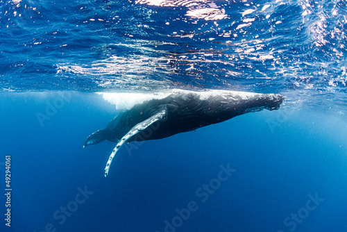 Humpback whale © divedog