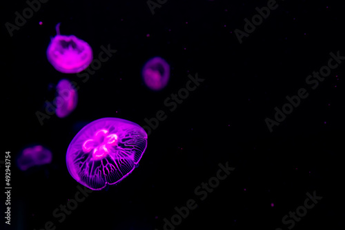jellyfish swimming in sea water