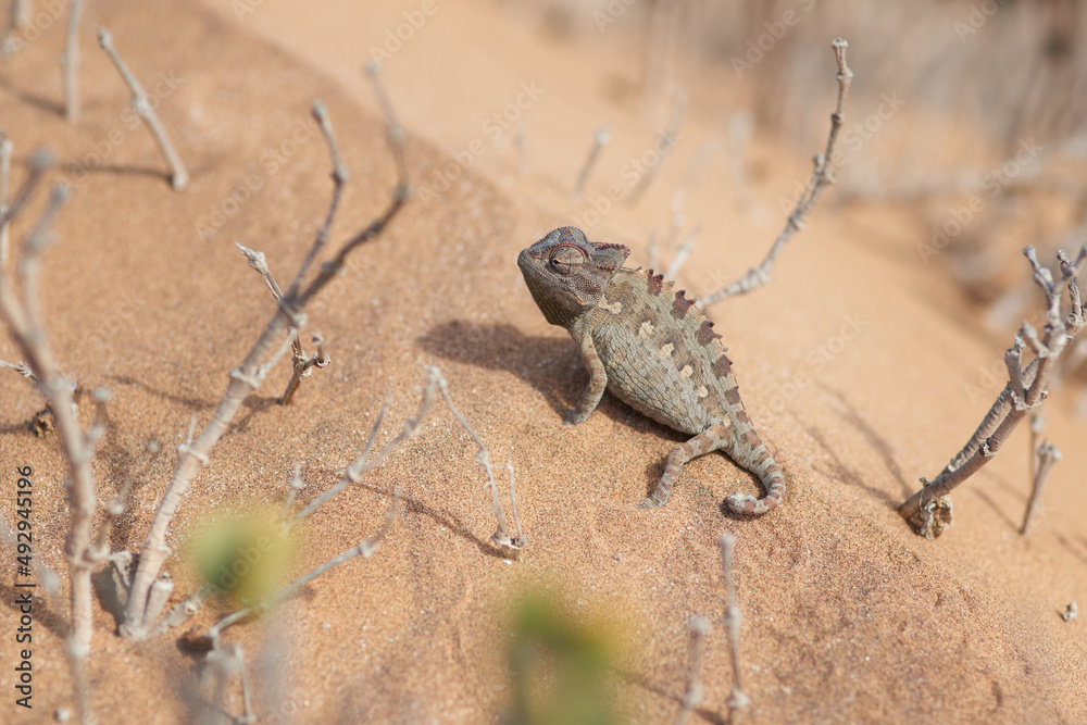 Built to survive this climate. Closeup shot of a chameleon on a sand dune in the desert. Built to survive this climate. Closeup shot of a chameleon on a sand dune in the desert.