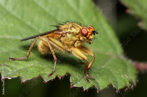 Scathophaga stercoraria is commonly known as the yellow dung fly