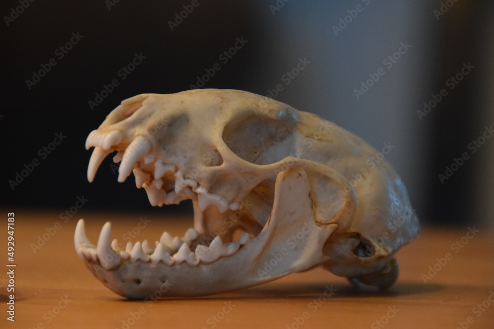 Skull Skull