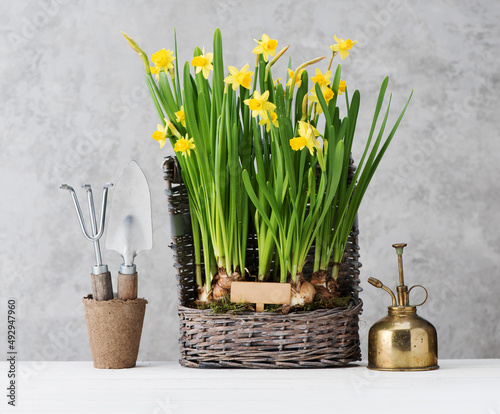 Gardening tools and blooming spring flowers in a basket. horticulture concept