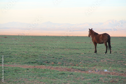 horse in the field © Hossein