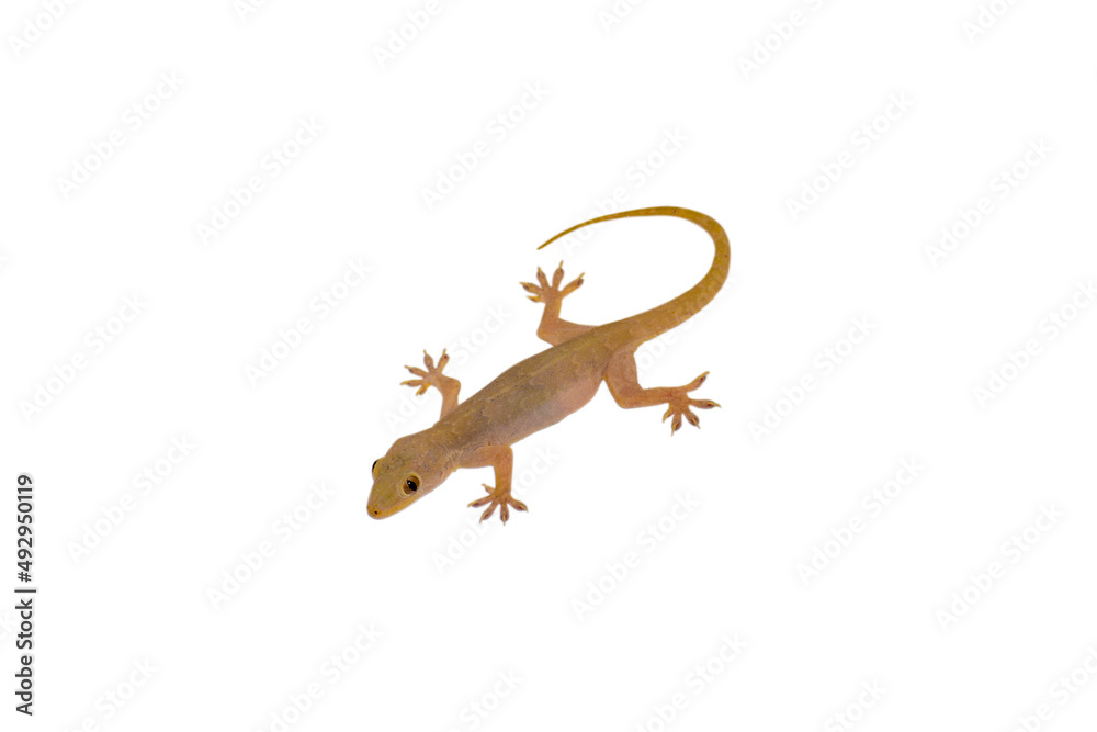 Naklejka premium House lizard isolated white background with clipping path