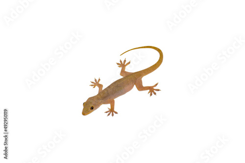 House lizard isolated white background with clipping path © Kiran