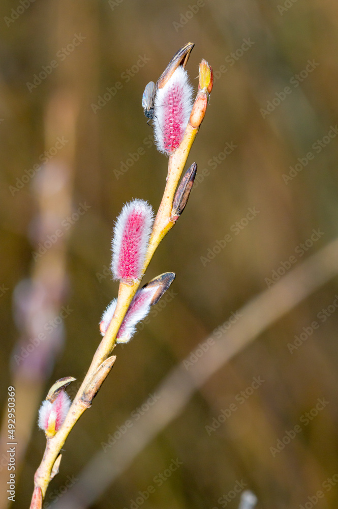 Pink pussy willow on Salix gracilistyla mount aso. Pink pussy willow on Salix gracilistyla mount aso.