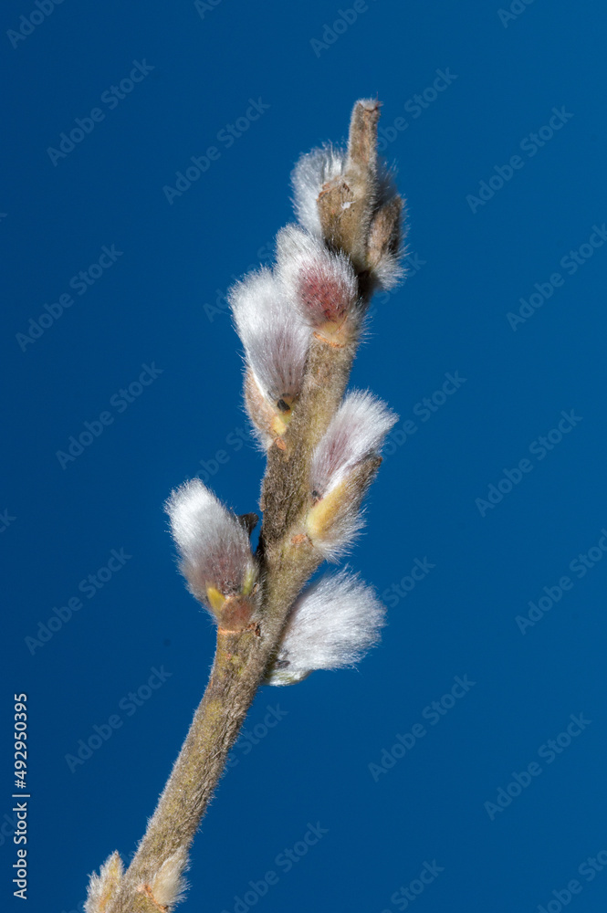 Close up on catkins. Macro photo of catkins. Close up on catkins. Macro photo of catkins.