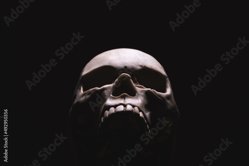Artificial skull on a black background photo