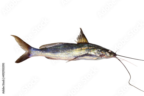 Tengra fish of Indian over on white background, Mystus fish in India. photo