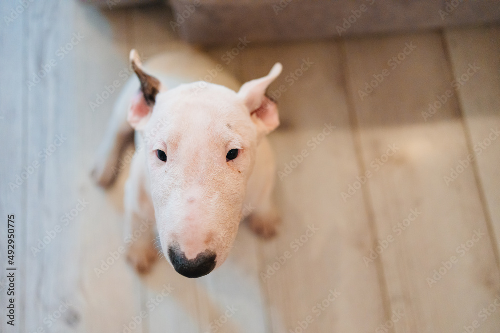 Fototapeta premium a white mini bull terrier sits on the floor of the room. fighting dog breed in the family. breeding of purebred dogs.