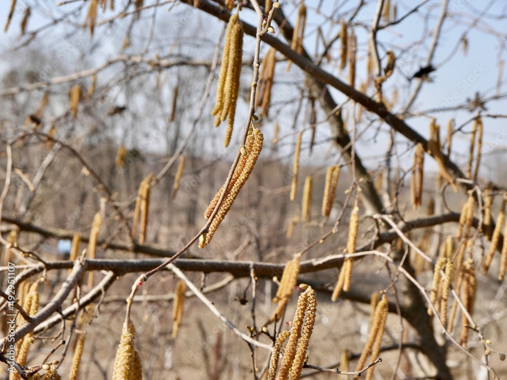 Corylus avellana, the common hazel male catkins Corylus avellana, the common hazel male catkins