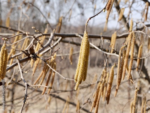 Corylus avellana, the common hazel male catkins