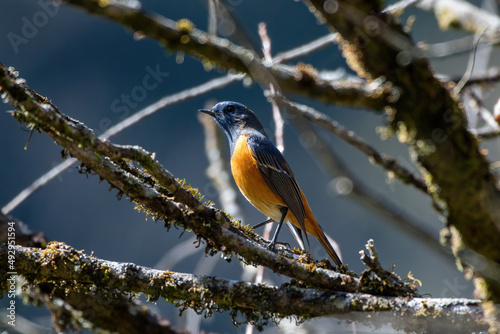 Blue-fronted redstart photographed in North Sikkim, India © Mihir Joshi
