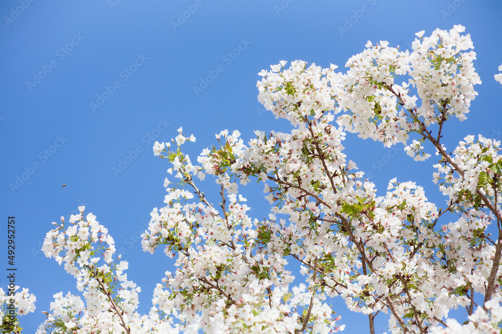 番所丘公園の満開の桜を近接撮影	