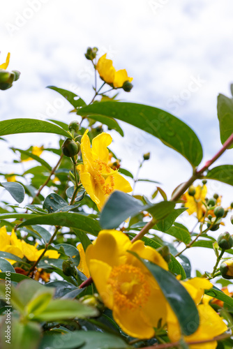 野花　黄色の花 © Nori Yone