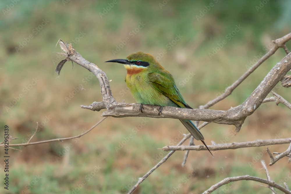 European bee-eater ( Merops apiaster ) is sitting on a twig European bee-eater ( Merops apiaster ) is sitting on a twig