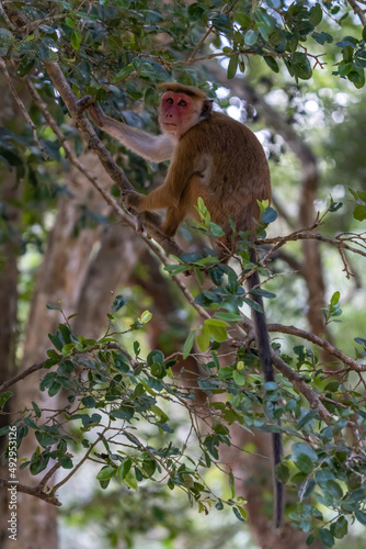 Canvas Print Toque macaque monkey climbs onto a slender tree trunk in the shade of the tropical rain forest, cheek pouch full of collected food