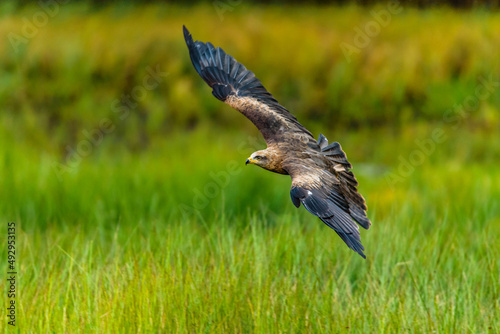 Birds of prey - Common Buzzard (Buteo buteo)