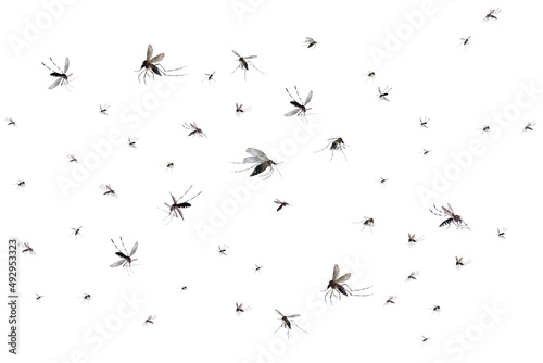Flying mosquitoes isolated on white background photo