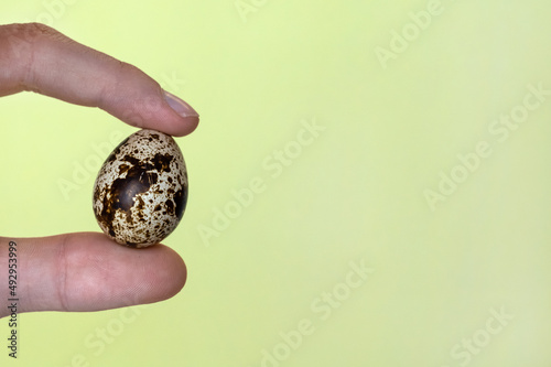 quail egg in a man's hand on a yellow background close-up. The concept of healthy eating. Development of poultry farming and home farm. Copy space