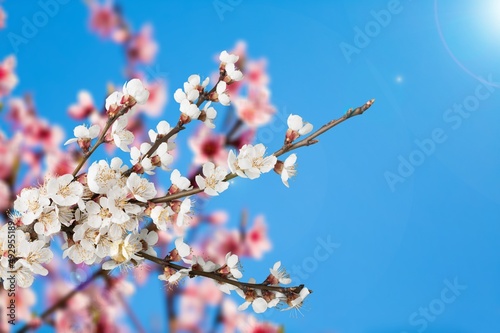 Beautiful branches of white Cherry blossoms on the tree under sky background.