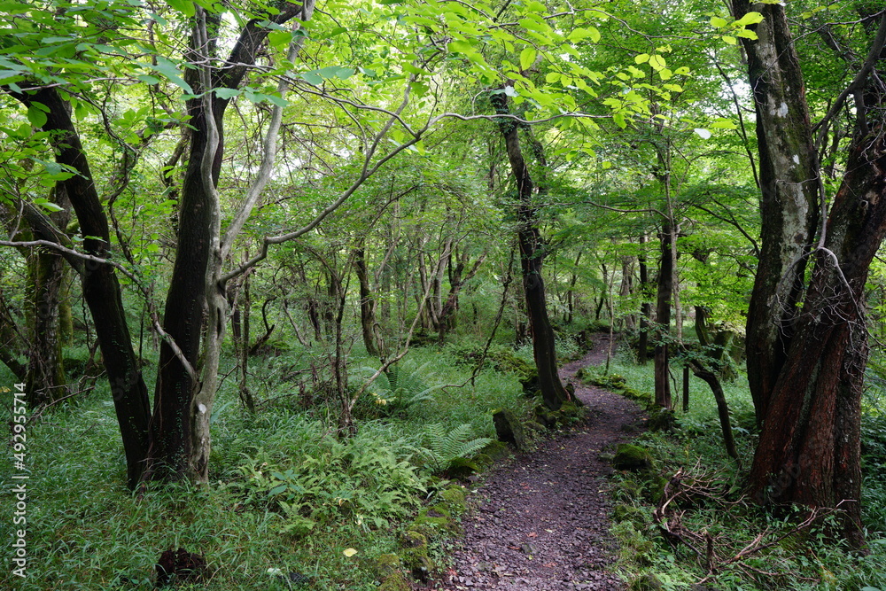 fine pathway through thick wild forest fine pathway through thick wild forest