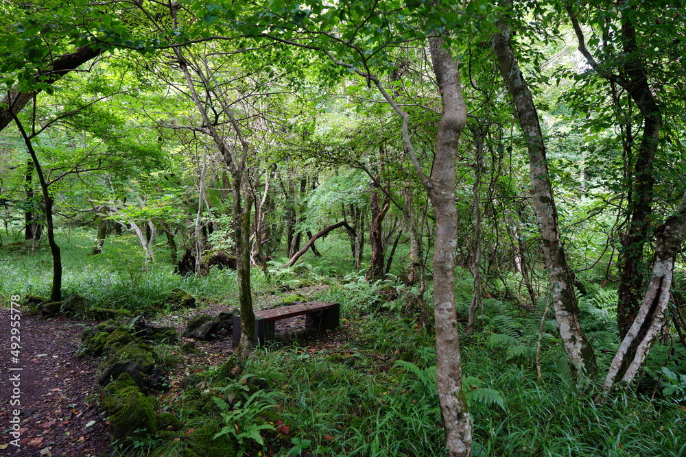 dense summer forest with old trees and fern