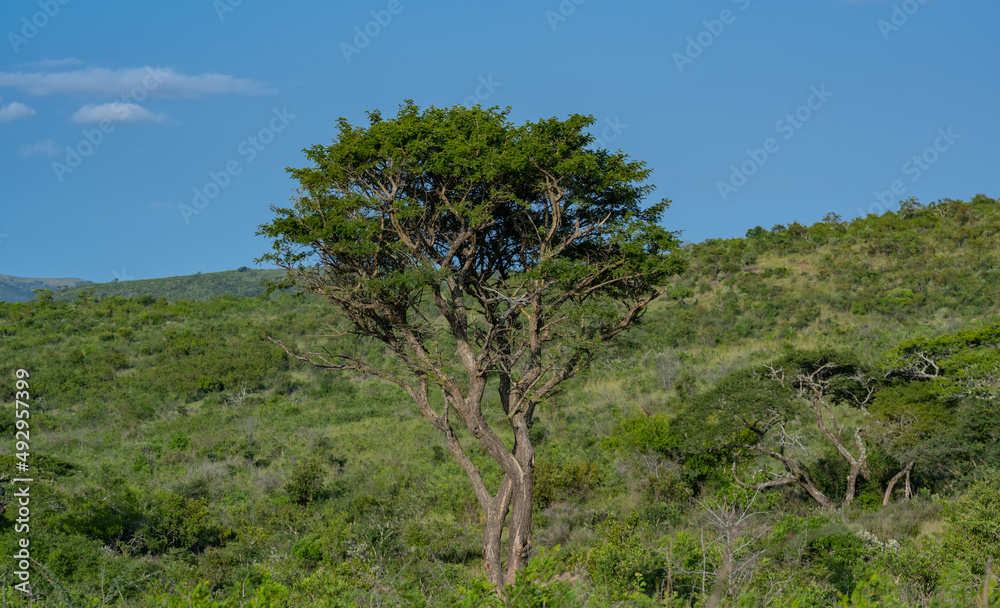 Fototapeta premium Buschlandschaft Naturreservat Hluhluwe Nationalpark Südafrika