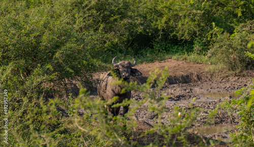 Büffel oder Kaffernbüffel im Naturreservat Hluhluwe Nationalpark Südafrika