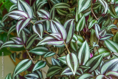 View on zebra church leaves background. Zebrakraut silver inch plant, wandering jew plant, decorative room for home decor. TradeScantia Zebrina or Spiderwort Purple and green striped leaves background photo
