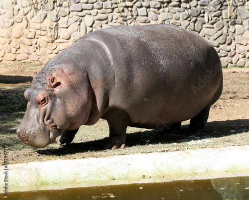 Hippopotamus (Hippopotamus amphibius) enjoying in a zoo : (pix SShukla)