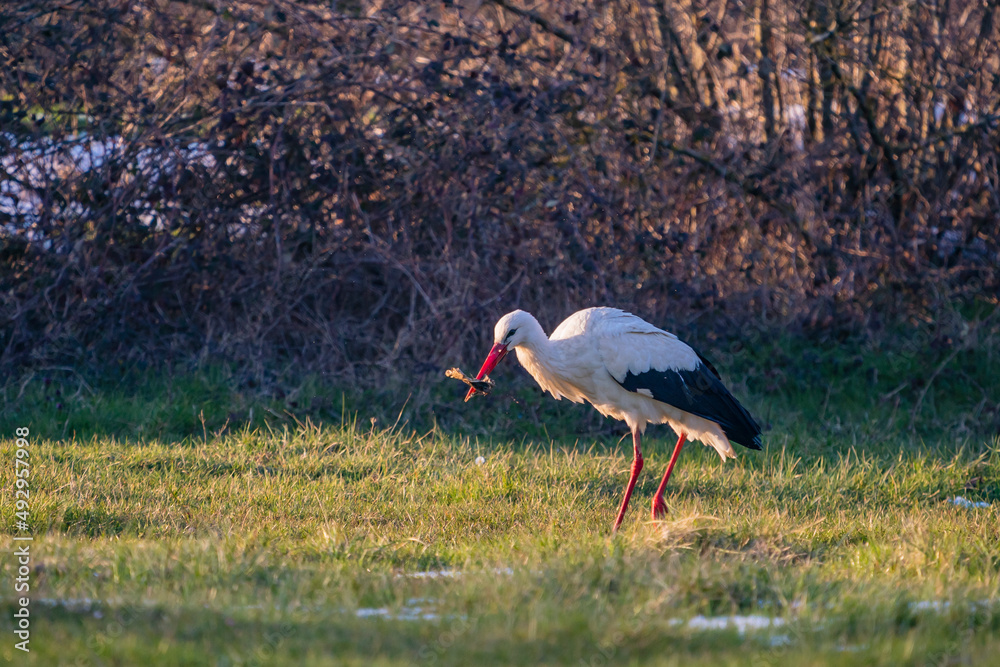 Naklejka premium White Stork (Ciconia ciconia) feeding on grass on the migration path