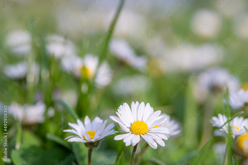 Eine Wiese voller Blumen im FRühling!