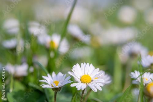 Eine Wiese voller Blumen im FRühling! © remo_welt