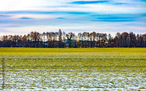 snow-covered cultivated field with green grass. Before the sowing campaign