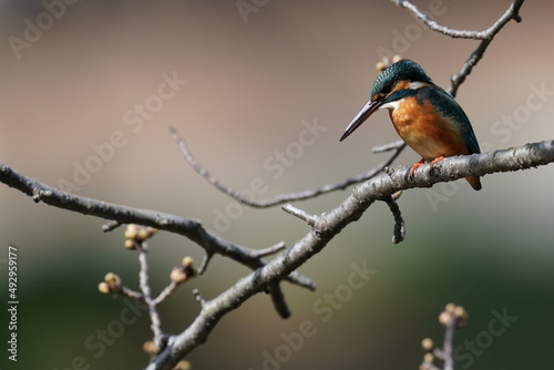 kingfisher in the forest