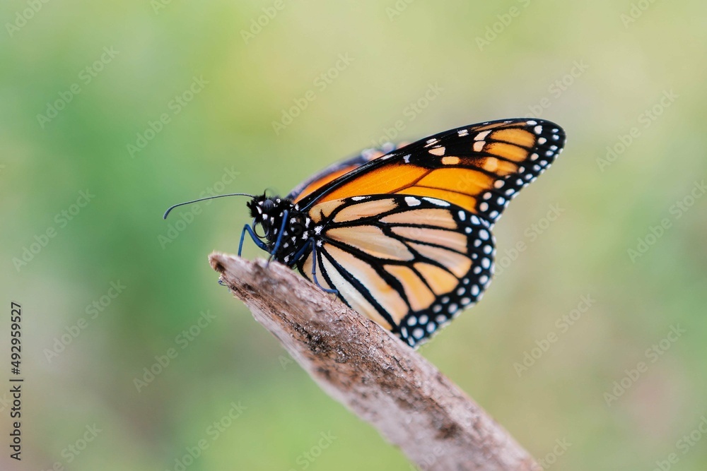 Obraz premium butterfly on a flower Tauranga, NewZealand