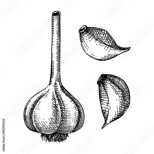 Fresh garlic sketch. Hand-sketched Vegetable illustration. Healthy food plant. Vector drawing of raw cultivated garlic. Vegetables for grocery, markets, packaging, recipes, menus design.