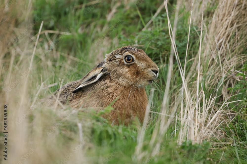 A beautiful Brown Hare, Lepus europaeus, feeding in a field in the UK. A beautiful Brown Hare, Lepus europaeus, feeding in a field in the UK.