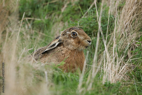 A beautiful Brown Hare, Lepus europaeus, feeding in a field in the UK. 