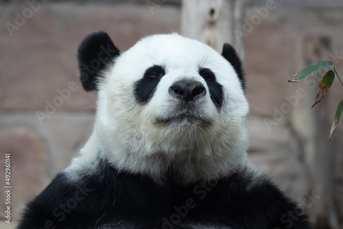 a portrait of female panda in Thailand