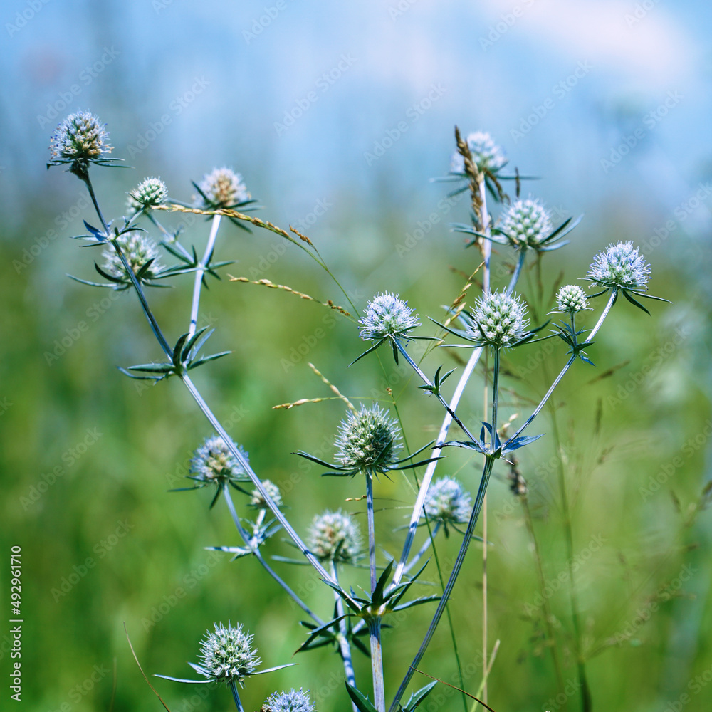 The wild medicinal plant Sea Holly or Eryngium. Eryngium palmatum Stock Photo Adobe Stock