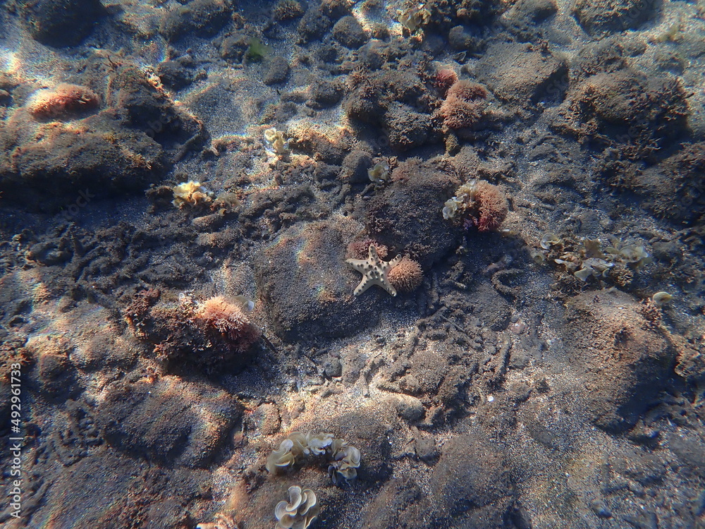 東ティモール アタウロ島のヒトデ Stock Photo Adobe Stock