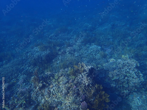 東ティモール アタウロ島の珊瑚礁
