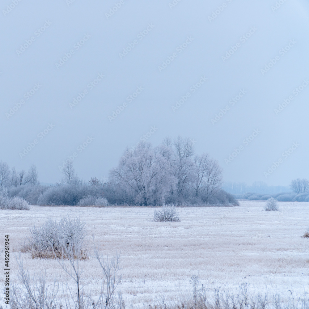 Overgrowth, bushes, trees and meadow in snow and magical frost. Winter fairy-tale landscape Overgrowth, bushes, trees and meadow in snow and magical frost. Winter fairy-tale landscape