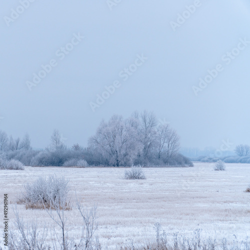 Overgrowth, bushes, trees and meadow in snow and magical frost. Winter fairy-tale landscape © pro2audio
