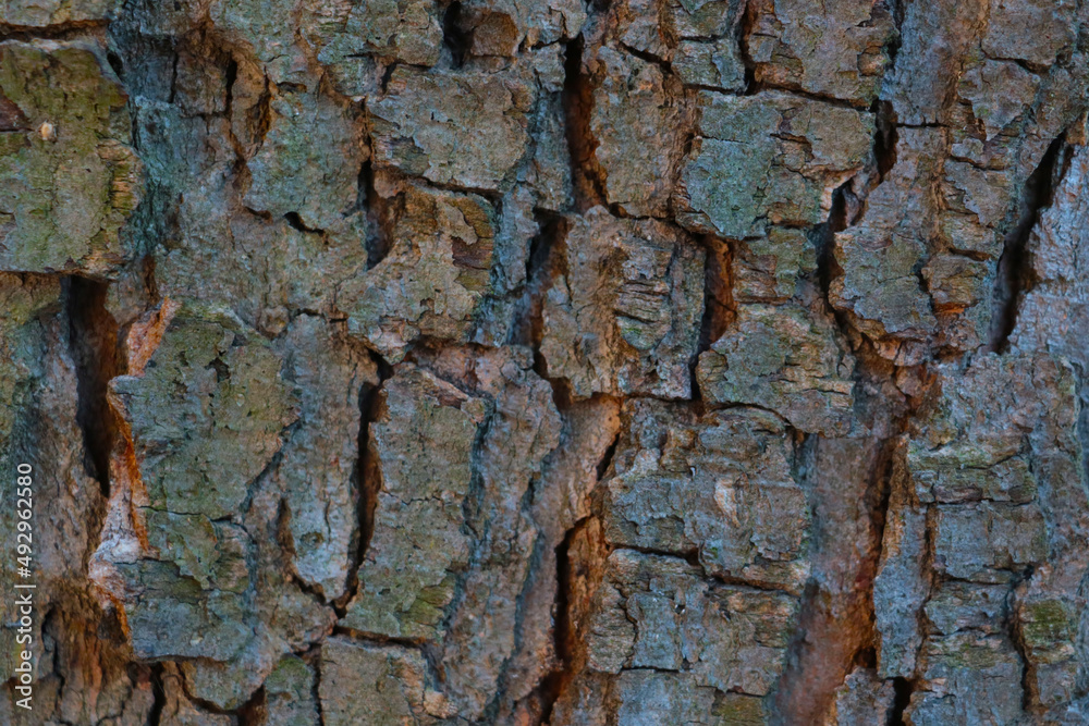 Close-up of the bark of the tree, the texture of the wood, the background.